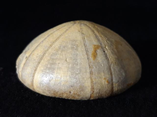 Holectypus depressus (LESKE 1778) - Bild © FossNet FossilienStore